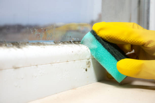 Best Commercial Mold Removal  in Pioneer Village, KY